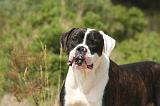 BOULEDOGUE AMERICAIN 405